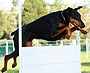 Obedience trials