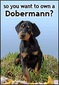 So You Want To Own A Dobermann?